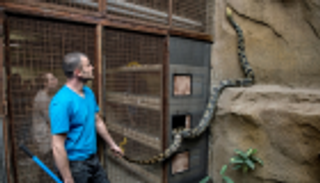 ثعبان يخنق امرأة حتى الموت في أمريكا