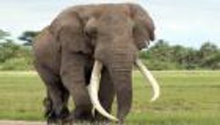 الفيل "بن لادن" يدهس 5 قرويين في الهند