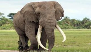 فيل يقتل 5 أشخاص في الهند- أرشيفية