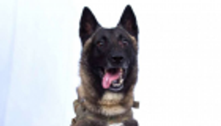 تزايد الإقبال على فصيلة الكلب بطل موقعة البغدادي