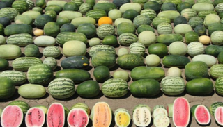 البطيخ الحلو شائع الاستخدام مُعرّض للعديد من الأمراض والآفات