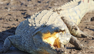 الطفلة الزيمبابوية أنقذت صديقتها من فكي تمساح