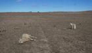 جمعية إسلامية تقدم مساعدات لمدينة أسترالية تعاني الجفاف