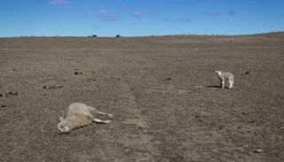 الحيوانات تموت من الجوع والعطش في مدينة ستانثورب- أرشيفية