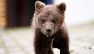 دببة تحاول مساعدة آخر دهسته سيارة