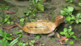 اختفاء 60 سلحفاة نادرة بحديقة حيوانات يابانية