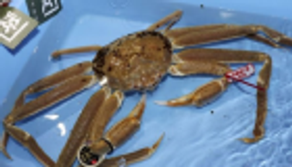 كابوريا واحدة بـ46 ألف دولار في مزاد