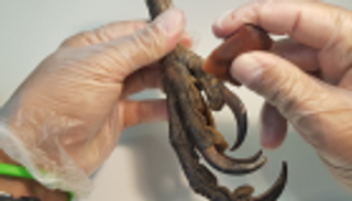 اكتشاف آخر قلادة صنعها الإنسان البدائي من مخالب النسر