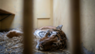 موجة تضامن مع 9 نمور نجت من الموت في بولندا