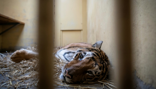 موجة تضامن مع 9 نمور نجت من الموت في بولندا