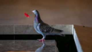 حمامة تسرق الزهور من قبر الجندي المجهول وتبني "عشا ملونا"