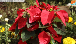 زهرة بنت القنصل.. ملكة جمال زهور الخريف بمعرض مصر