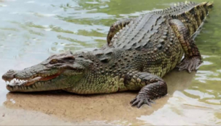 التمساح هاجم الرجل عندما كان يصطاد - أرشيفية