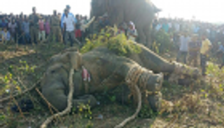 القبض على الفيل "بن لادن".. قتل 5 في الهند