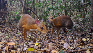 مجترّ آسيوي صغير يُعرف باسم "الفأر الغزال"