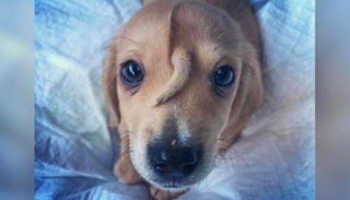 إنقاذ جرو لديه ذيل ثانٍ في جبهته