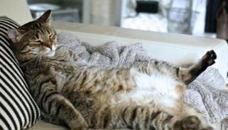 السمنة لدى الحيوانات الأليفة تزيد المشاكل الصحية