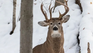 غزال بثلاثة قرون