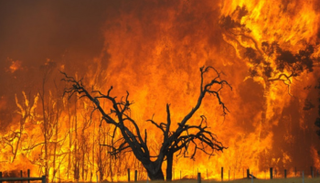 حرائق الغابات في أستراليا