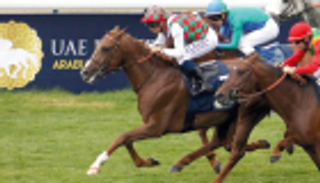 الأحد.. نخبة الخيول العربية الأصيلة تلتقي في كأس رئيس الإمارات بالمغرب