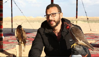 الصقارة في مصر