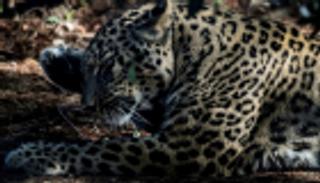 ولادة 3 نمور فارسية نادرة بحديقة حيوانات لشبونة