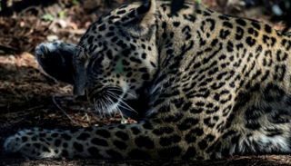 نمر فارسي في حديقة حيوانات لشبونة