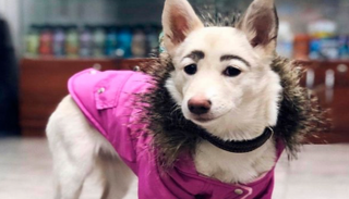 الكلب بحواجب غريبة