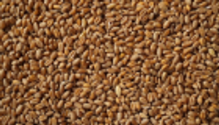 احتياطيات مصر من القمح تكفي 5 أشهر