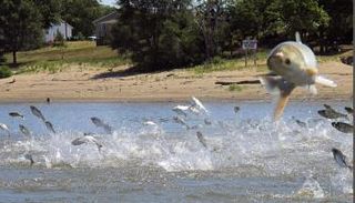 السمكة الرياضية تقفز خارج المياه - أرشيفية