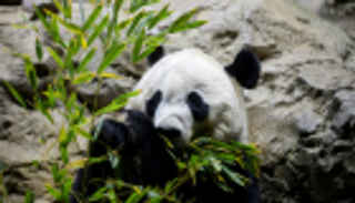 واشنطن تودع آخر صغير باندا يعيش في حديقتها الوطنية