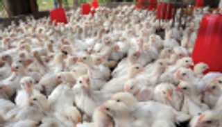 مسؤول مصري يكشف لـ"العين الإخبارية" عن حقيقة تصدير الدواجن الفاسدة؟