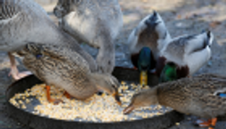 البط يكسب قضية في فرنسا