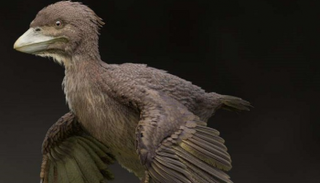 صورة متخيلة للطائر 