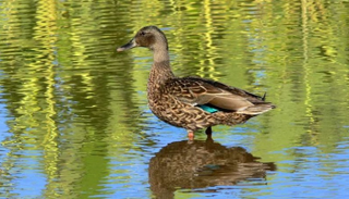 بطة هاواي كانت مهددة بالانقراض