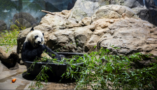 الباندا العملاق "باي باي"