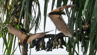 الضوضاء البشرية تؤثر على الخفافيش