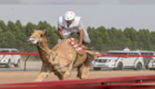 استمرار التحضيرات لتمهيدي ماراثون اليوم الوطني للهجن