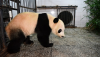 الباندا "باي باي" يعود للصين بعد مهمة دبلوماسية في أمريكا