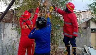 أشخاص يحاولون القضاء على أعشاش الدبابير