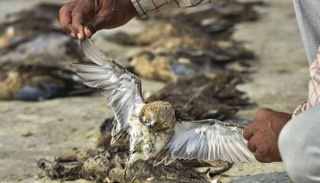 الطيور تنتمي لأنواع عدة- أرشيفية
