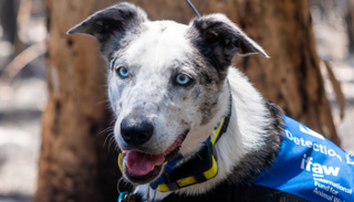 كلب المراعي الأسترالي الهجين "بيرو"