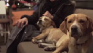 لحمايتها من البرد.. مطعم يستضيف الكلاب الضالة ليلا