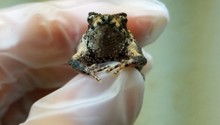 المولود الجديد عن طريق الإخصاب