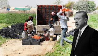 روسيا ترفض طماطم تركيا الفاسدة