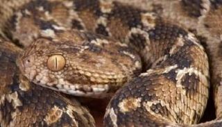 ثعبان يلدغ تلميذة في مدرسة هندية