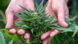 3 أسباب تجعل أفريقيا مركزا لزراعة الحشيش الطبي عالميا