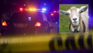 ضبط مخدرات بـ400 ألف دولار في أحشاء ماعز بألاسكا