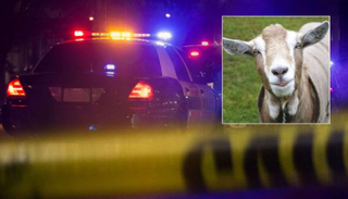 المتهم حاول تهريب المخدرات داخل أحشاء ماعز