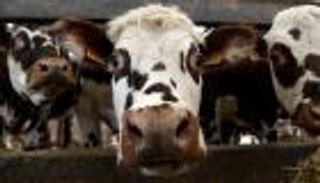 لشعور أبقاره بالانزعاج.. محكمة فرنسية تغرم مربي ماشية 8 آلاف يورو